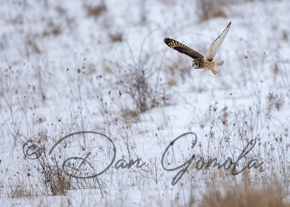 Short-eared Owl