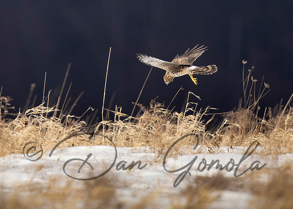 Northern Harrier