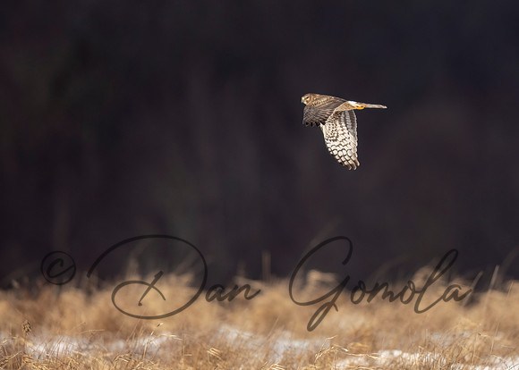 Northern Harrier