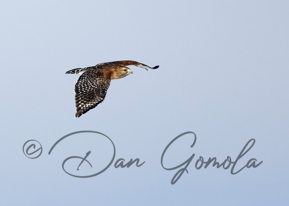 Red-shouldered Hawk