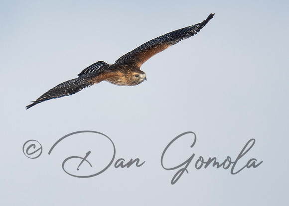 Red-shouldered Hawk