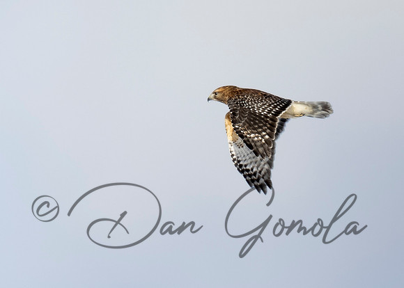 Red-shouldered Hawk