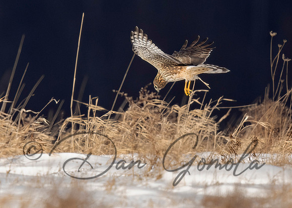 Northern Harrier
