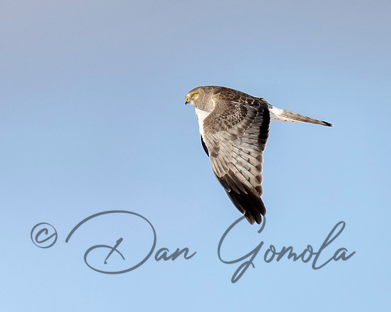 Northern Harrier