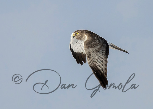 Northern Harrier