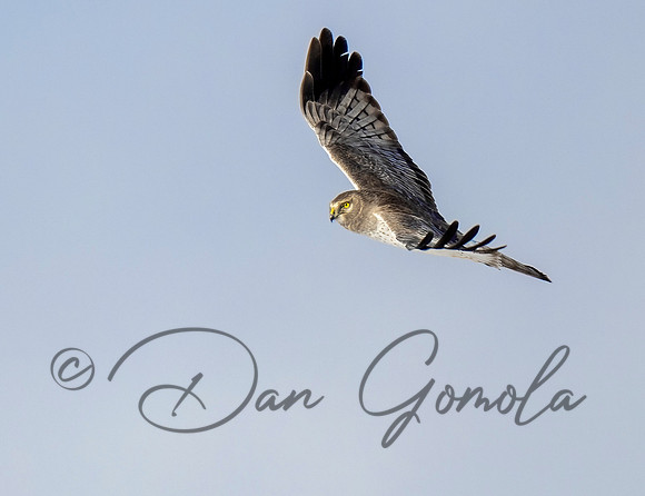 Northern Harrier
