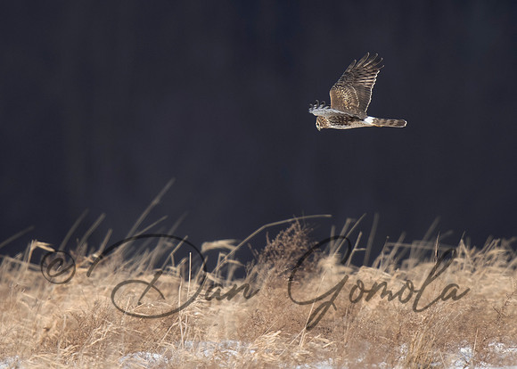 Northern Harrier