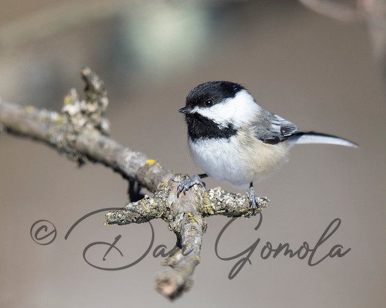 Black-capped Chickadee