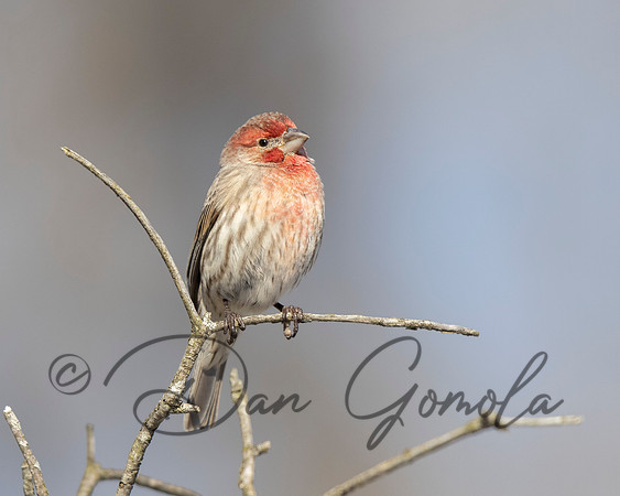 House Finch