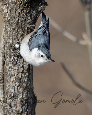White-breasted Nuthatch