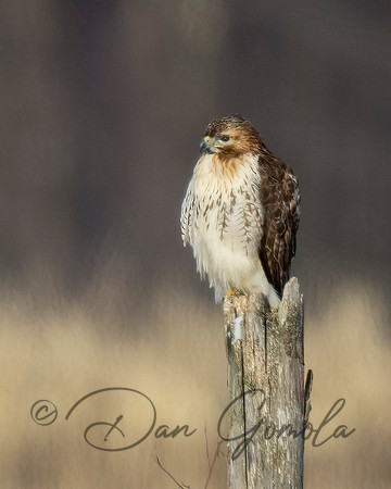 Red-tailed Hawk