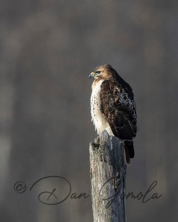 Red-tailed Hawk