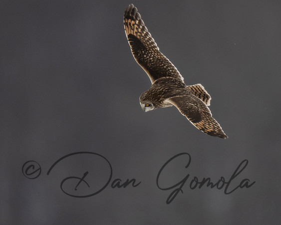 Short-eared Owl