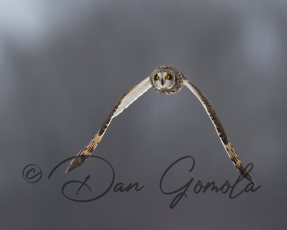 Short-eared Owl