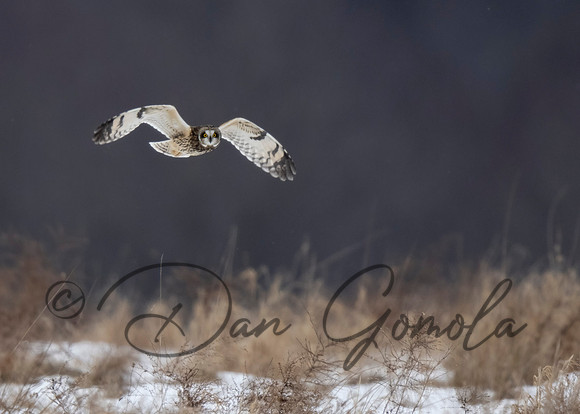 Short-eared Owl