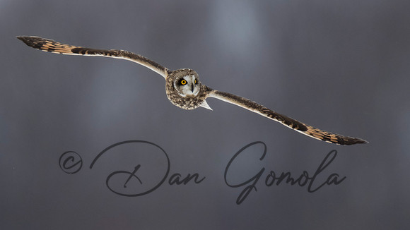 Short-eared Owl
