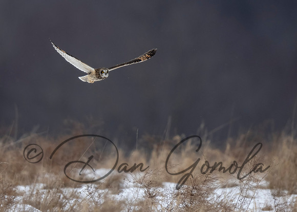 Short-eared Owl
