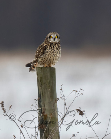 Short-eared Owl