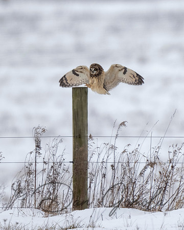 Short-eared Owl