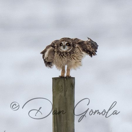 Short-eared Owl