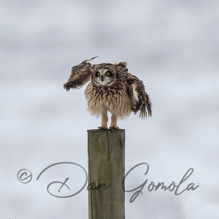 Short-eared Owl