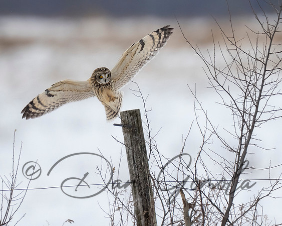 Short-eared Owl
