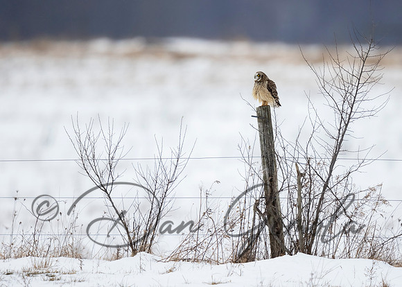 Short-eared Owl