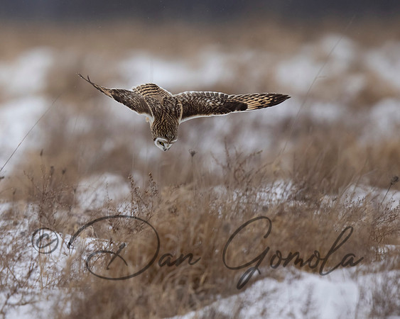 Short-eared Owl