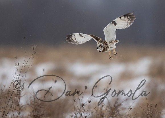 Short-eared Owl