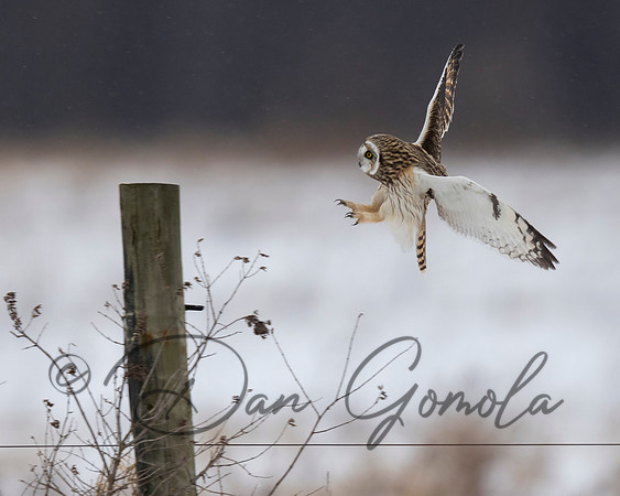 Short-eared Owl