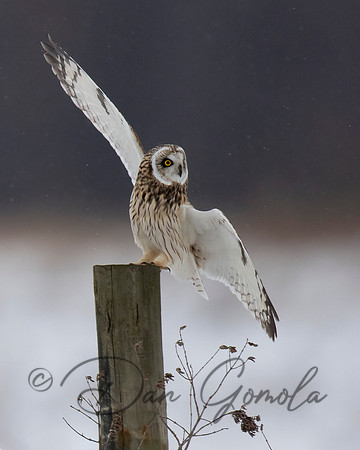 Short-eared Owl