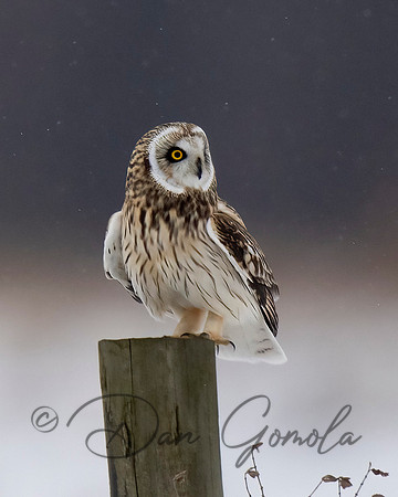 Short-eared Owl