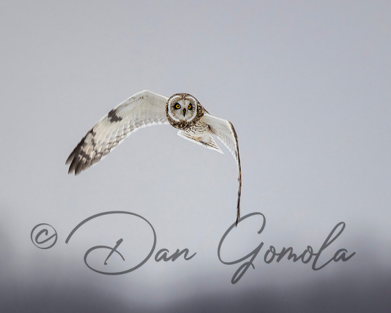 Short-eared Owl