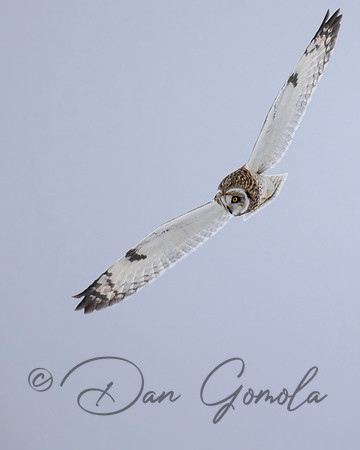 Short-eared Owl