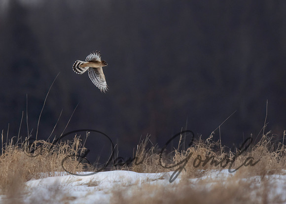Northern Harrier