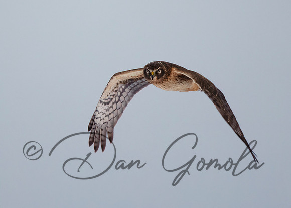 Northern Harrier