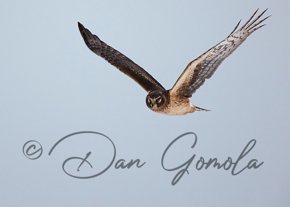 Northern Harrier