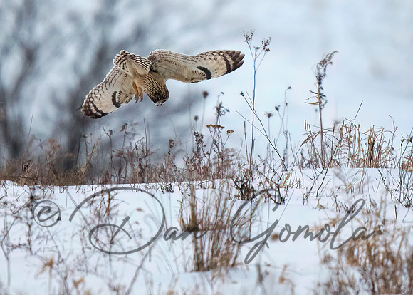 Short-eared Owl