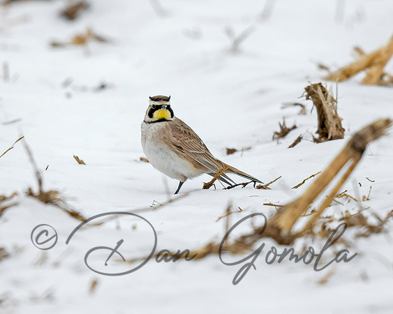 Horned Lark