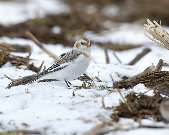 Snow Bunting
