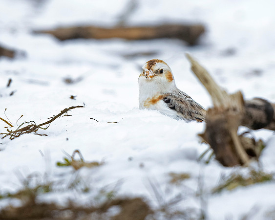 Snow Bunting