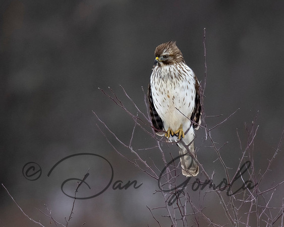 Red-shouldered Hawk