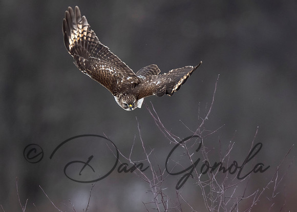 Red-shouldered Hawk
