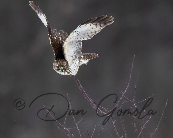Red-shouldered Hawk