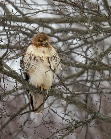 Red-tailed Hawk