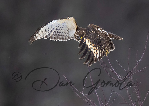 Red-shouldered Hawk