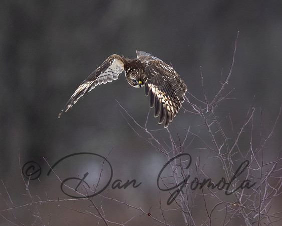 Red-shouldered Hawk