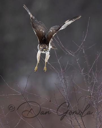 Red-shouldered Hawk