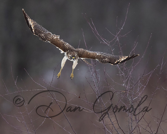 Red-shouldered Hawk