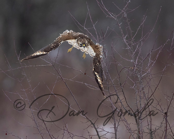 Red-shouldered Hawk